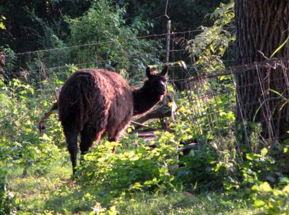 black llama