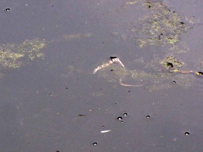small snake floating in pond small dead snake in pond