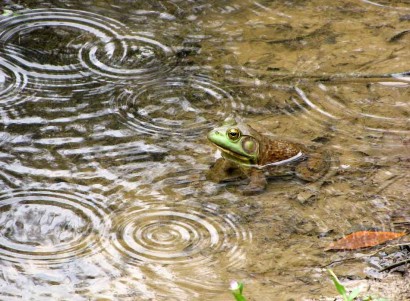 frog in pond during rainstorm photo of frog