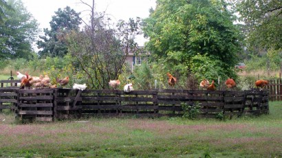 chickens on pallet fencing