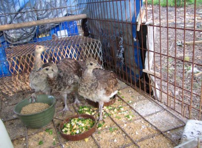 photo of baby peafowl