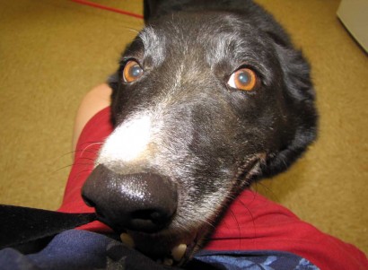 photo of dog