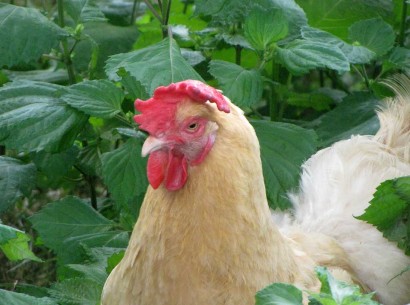 buff hen in green weeds