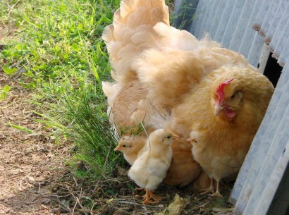 buff orpington chicken and baby chickens