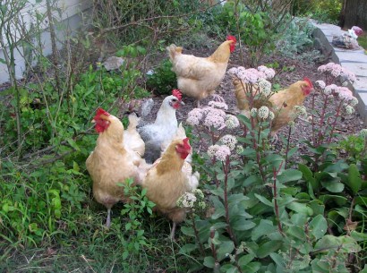 chickens in flowerbed