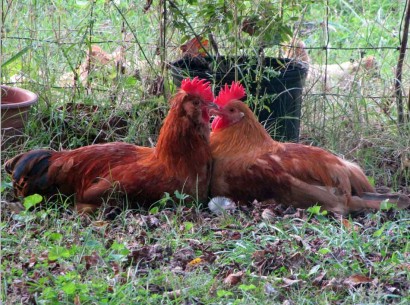 2 red rooster chickens