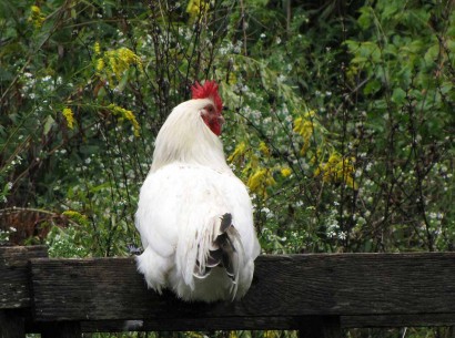 white rooster chicken