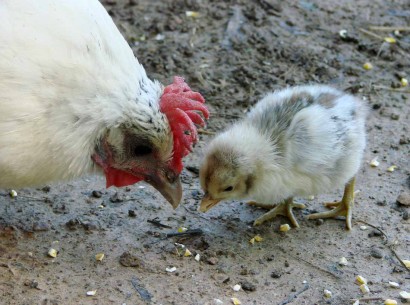 chickens eating corn