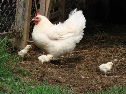 white hen and chicks