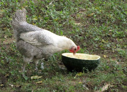 photo of chicken eating watermelon
