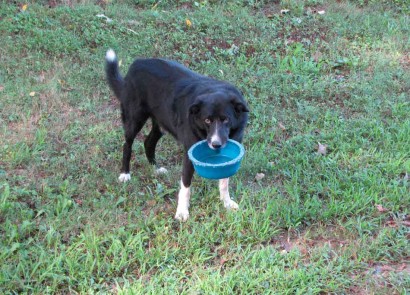 farm collie with food bowl