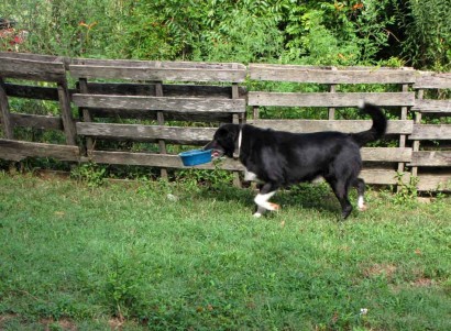 black and white farm collie