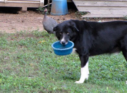 farm collie with blue food bowl in mouth