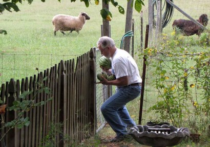 photo of man with watermelons