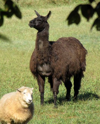 Black llama photo of llama