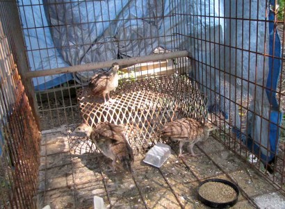 3 peachicks (baby peacocks)