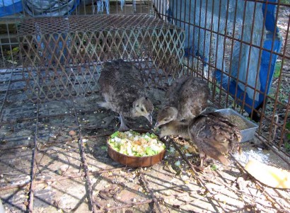 3 baby peacocks