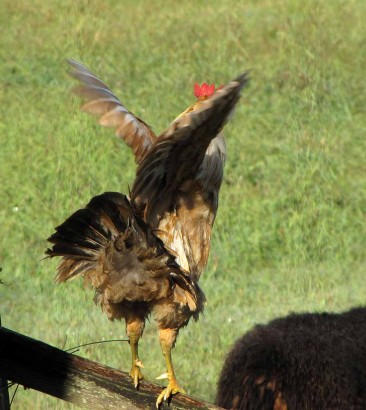 Rooster flapping wings picture of rooster