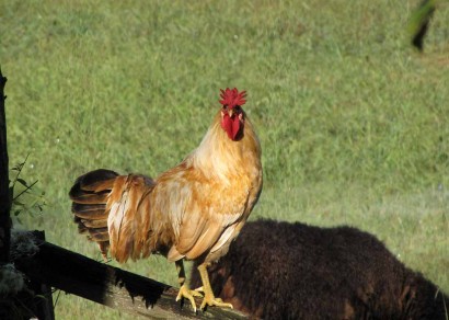 Sicilian buttercup rooster on gate photo of rooster