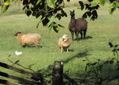 Sheep and Llama photo of 2 sheep and 1 llama
