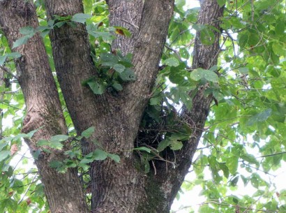 new squirrel nest
