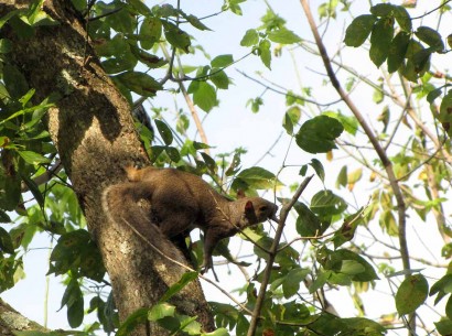 squirrel in tree