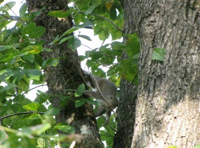 squirrel with twig in mouth