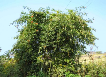 Trumpet Vine photo of trumpet vine growing up wire