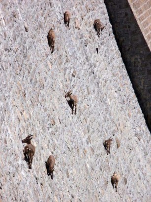 picture of ibex on side of dam
