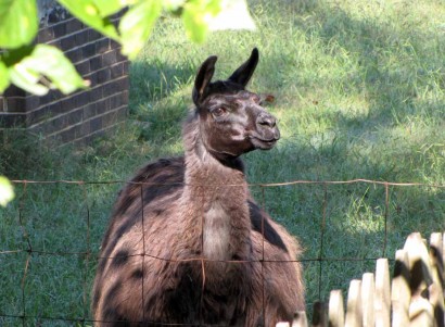 picture of llama