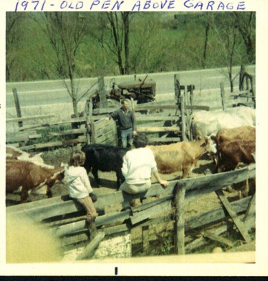 picture of cows in pen