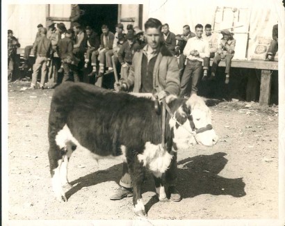 photo of young man with steer