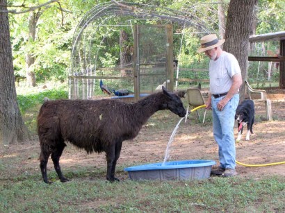 The Farmer giving water to llama. picture of man and llama