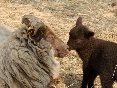 picture of sheep and lamb