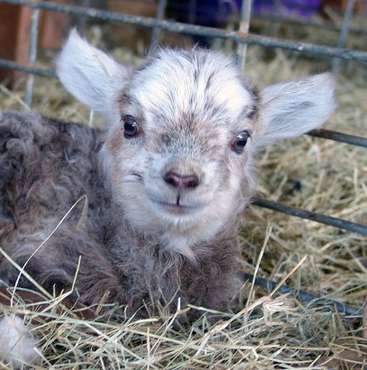 picture of lamb
