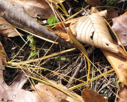 PICTURE of Southern Two-Lined Salamander