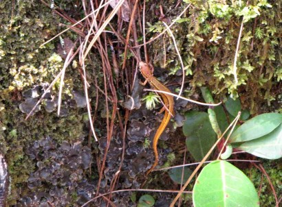 picture of Southern Two-Lined Salamander