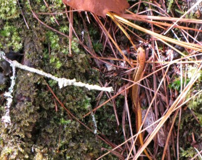 picture of salamander