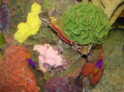 picture of Scarlet Skunk Cleaner Shrimp