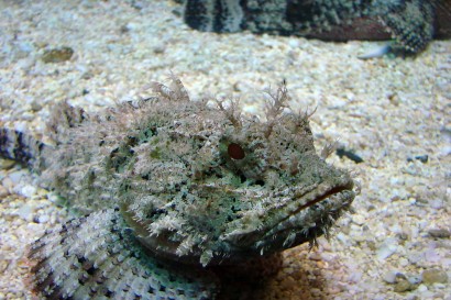 picture of Weedy Scorpionfish