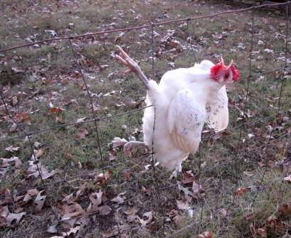 picture of chicken in fence