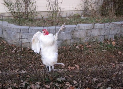 picture of white rooster chicken