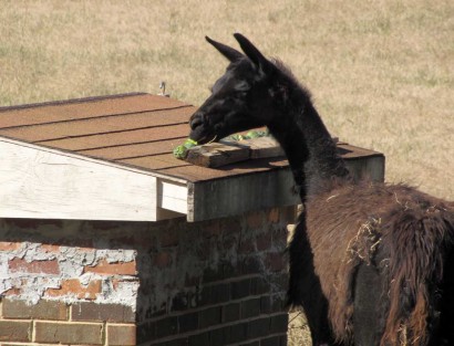 picture of llama eating maypops