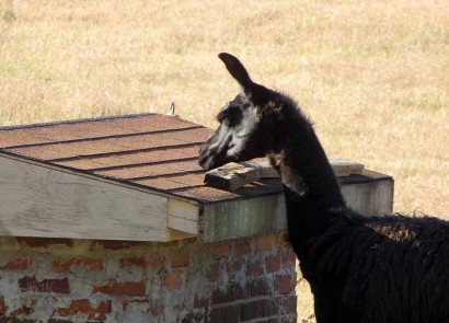 picture of llama eating maypops.