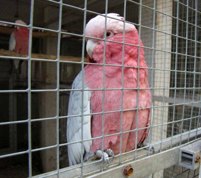 picture of Rose-breasted Cockatoo