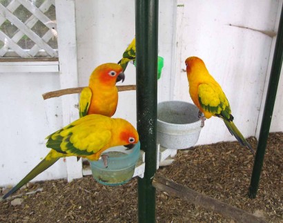 picture of sun conures