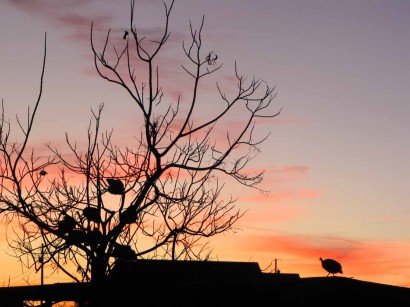 photo of sunset and tree