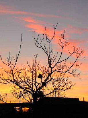 picture of chickens roosting in tree