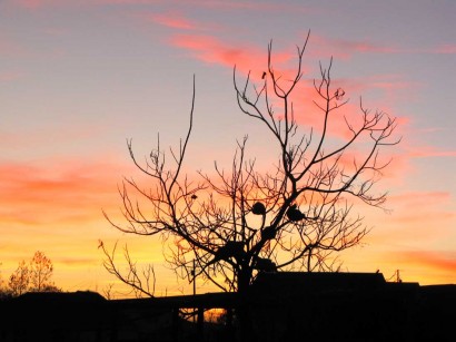 picture of sunset and chickens in tree
