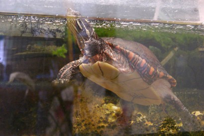 picture of turtle in aquarium